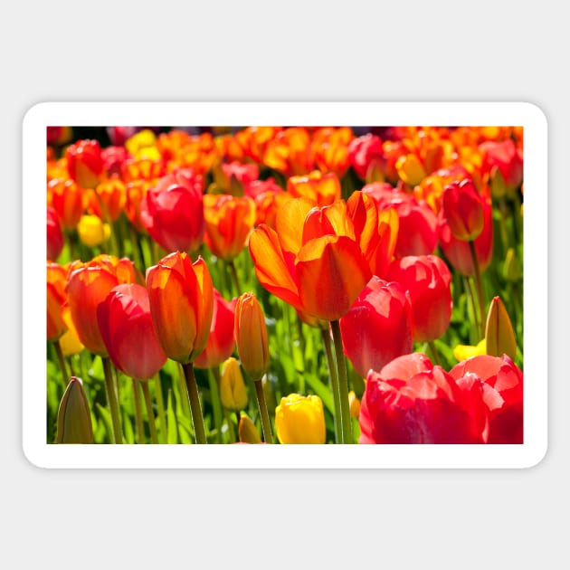 A full frame of tulips Sticker by Violaman